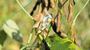 Produkte aus Hülsenf Produkte aus Hülsenfrüchten sind für viele abstrakt.