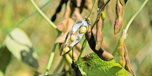 Produkte aus Hülsenfrüchten sind für viele abstrakt.