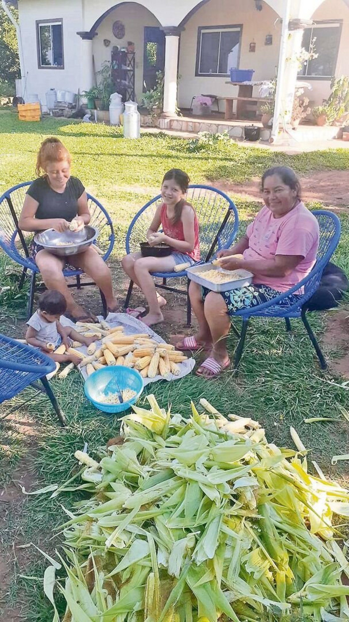 Ein Teil der geernteten Kolben werden abgekornt und die frischen Maiskörner weiterverkauft. 