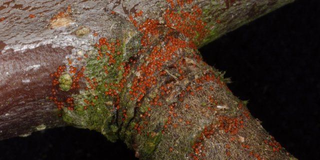 Ein starker Befall mit der Roten Spinne kann zu Ertrags- und Qualitätseinbussen führen. (Bilder Agroscope)