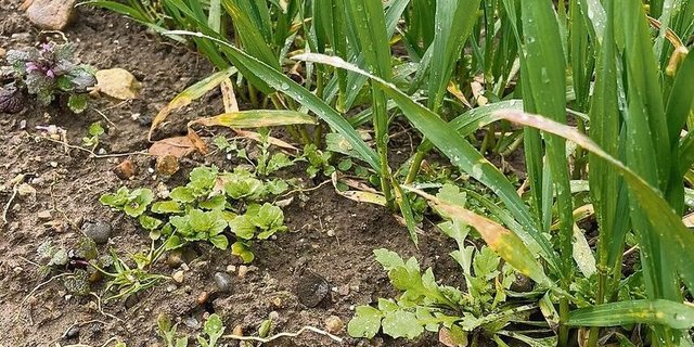 Die Unkräuter sind teilweise schon weit entwickelt.