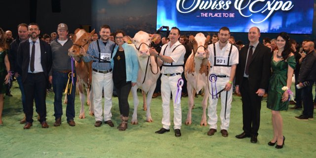 Champion Wahl (v.l.n.r.): Siegerin Jowis Incas Flavia von Erich Zingre aus Grund-Gstaad.  Reserve Champion: Mr Savage Pastique von Roger Frosard aus Les Pommerats. Honorable Mention: Kolly-JL Vincent Coucoula von Ferme Kolly aus Pont-la-Ville. (Bilder Peter Fankhauser) 