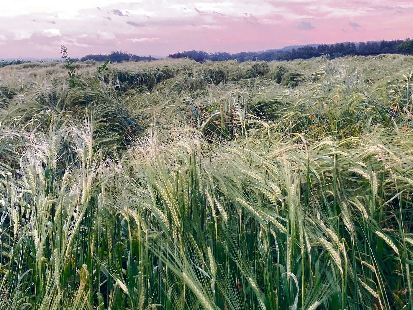 Die Braugerste im Anbauversuch in Salenstein TG musste schon einige Unwetter aushalten. Nach der Ernte werden die verschiedenen Sorten beurteilt und miteinander verglichen. (Bild Alexandra Stückelberger)