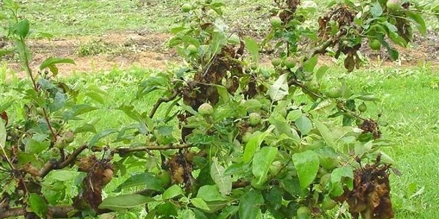 Feuerbrandbefall. (Bild FAW)