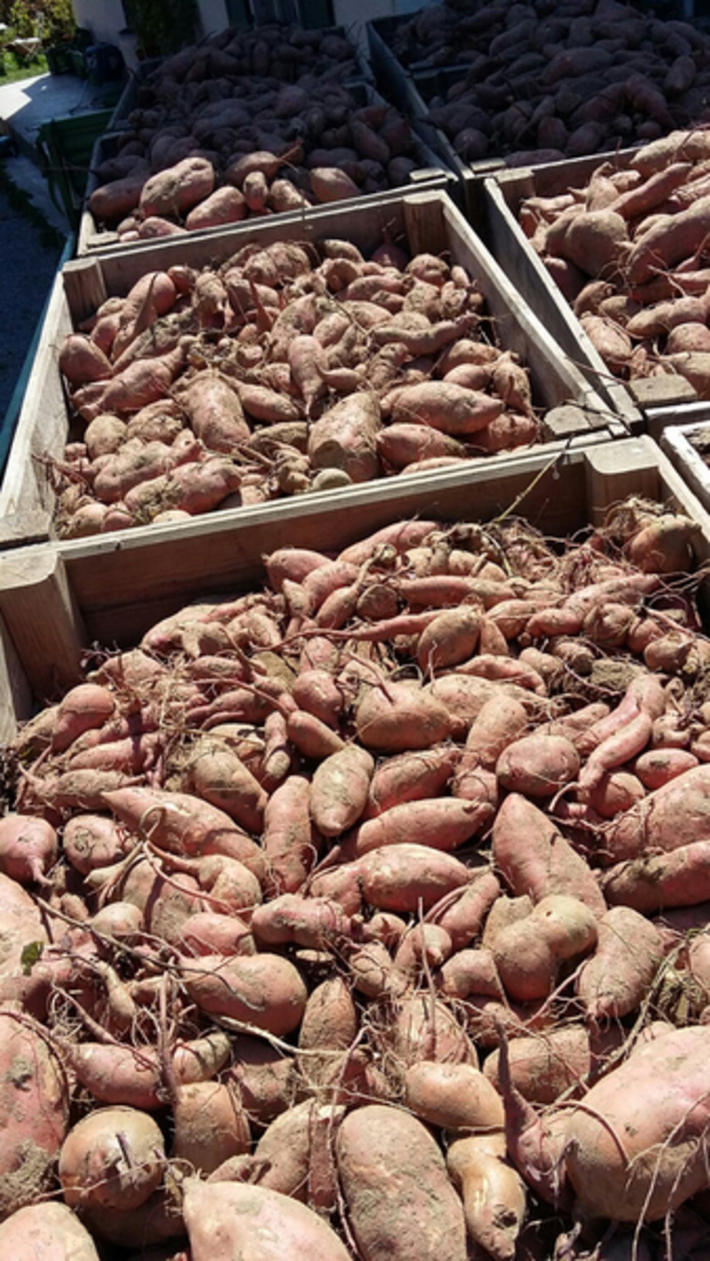 Frisch geerntete Süsskartoffeln in sehr unterschiedlichen Grössen.