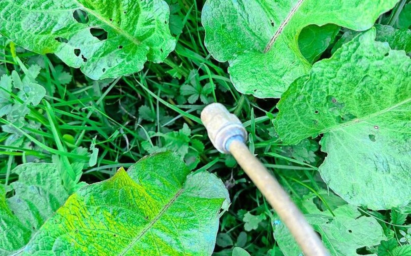 Selbst Einzelbehandlung von Blacken braucht eine Fachbewilligung –  oder umfassende Instruktion durch den Inhaber einer Bewilligung. 