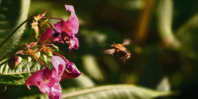 Das Drüsige Springkraut stammt ursprünglich aus Indien und breitet sich invasiv in Wäldern aus.