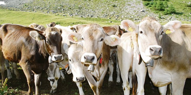 Im Melchtal stürzte eine aufgescheuchte Rinderherde in den Tod. Die Ursache bleibt unklar. (Symbolbild ak)