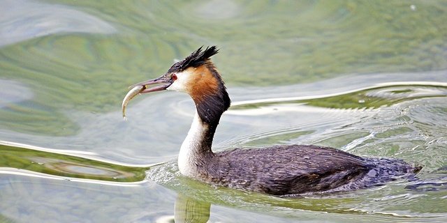 Forscher geben Entwarnung: Bisher sei die Menge Mikrosplastik in unseren Gewässern noch unter der Schadschwelle. (Bild Pixabay)