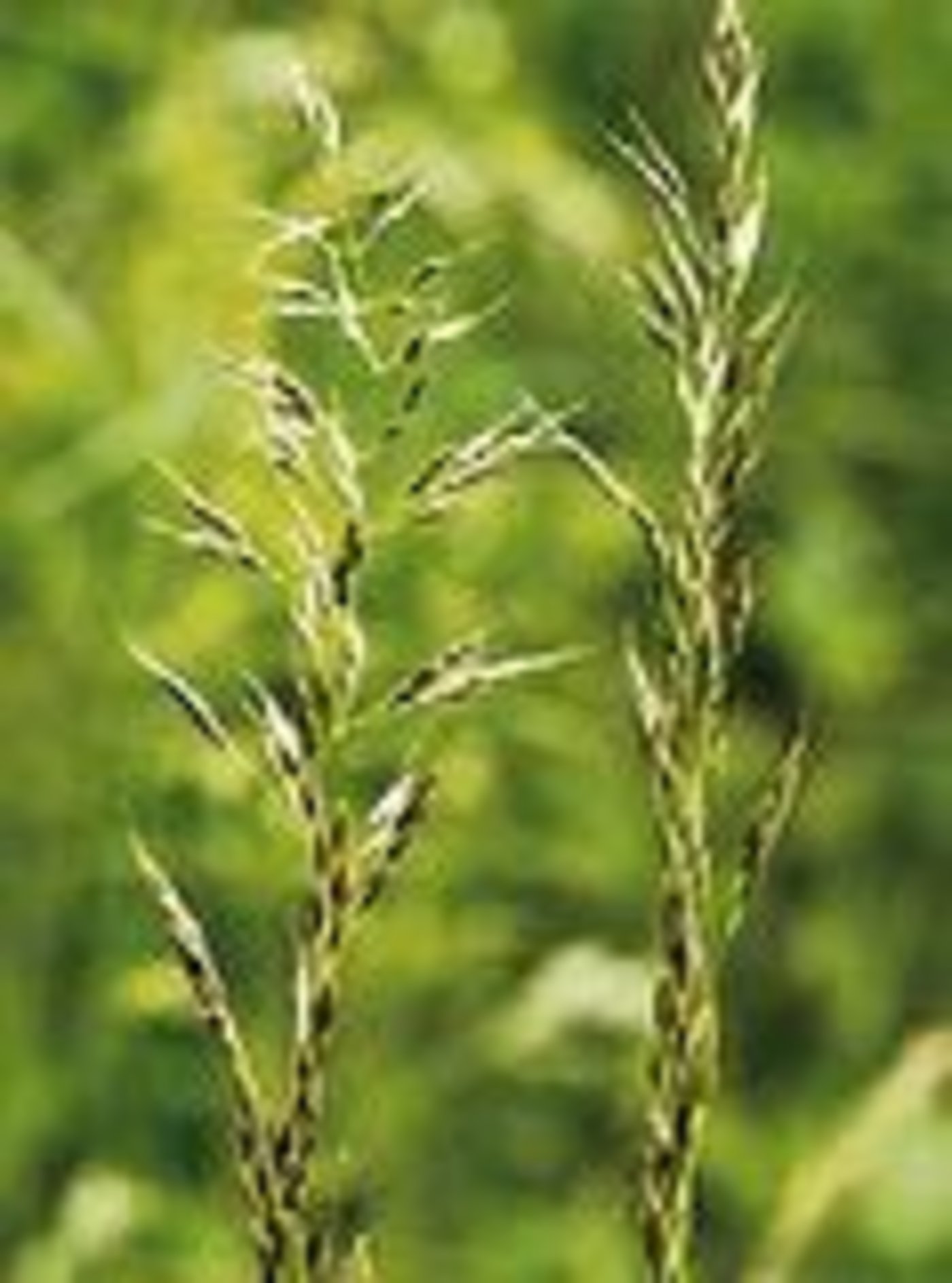 Goldhafer auf Weiden kann töten.