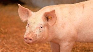 Die Anzahl Schweine Die Anzahl Schweine ist rückläufig. Darum scheint eine Fusion mit Bayern unumstritten. Kritisiert wird aber die Form.