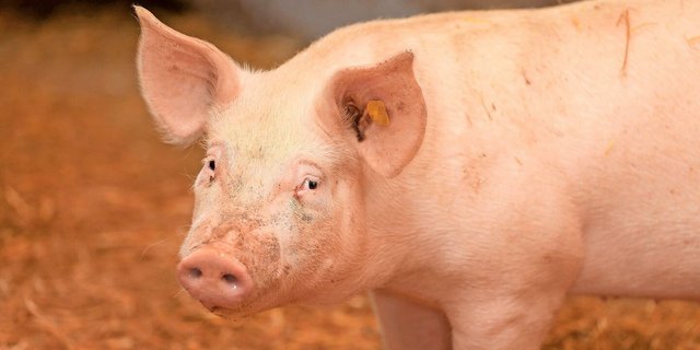 Die Anzahl Schweine ist rückläufig. Darum scheint eine Fusion mit Bayern unumstritten. Kritisiert wird aber die Form. 