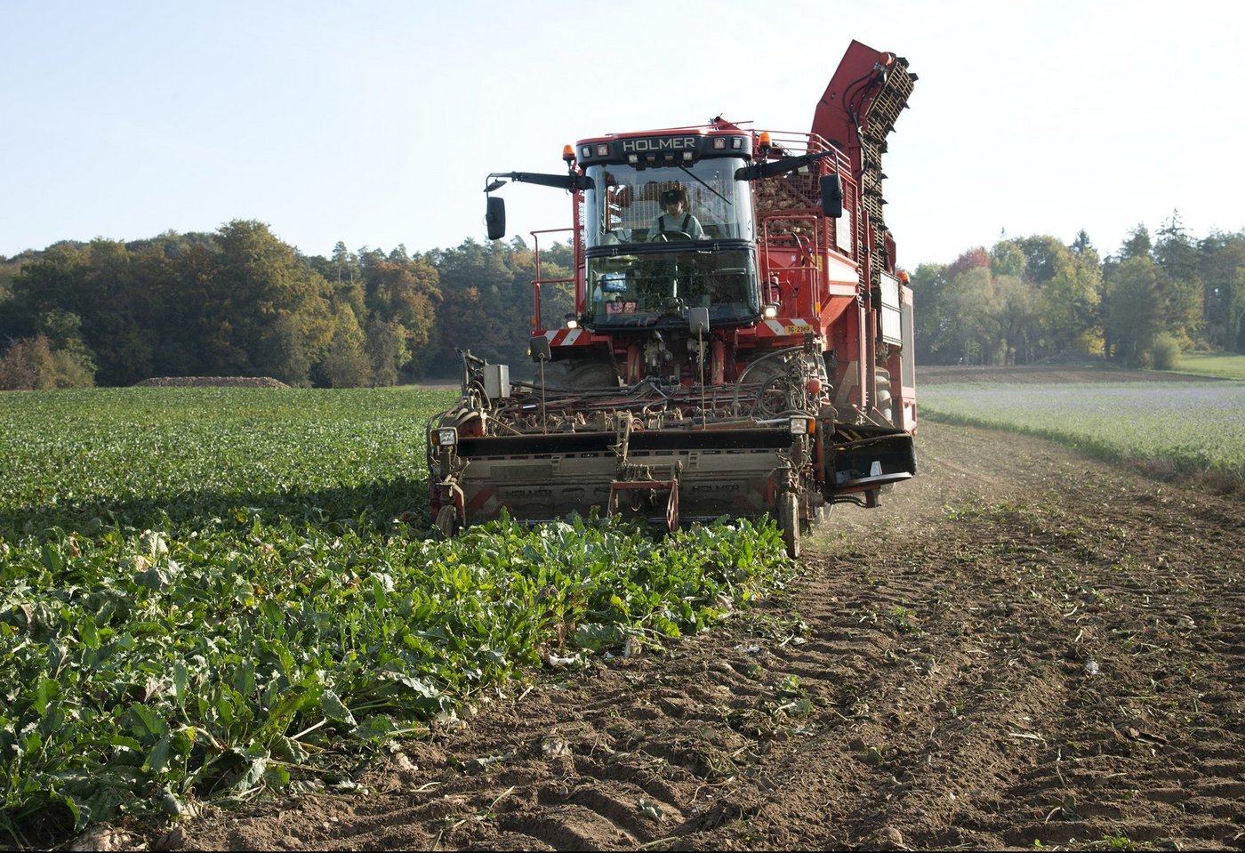 Aufgrund erschwerter Bedingungen bei Keimung und Jugendentwicklung werden ähnlich hohe Erträge wie 2018 erwartet. Die Schweizer Zucker AG geht aber davon aus, dass die Zuckerrüben noch vom kühlen und feuchten Sommer profitieren könnten. (Bild Katrin Erfurt)