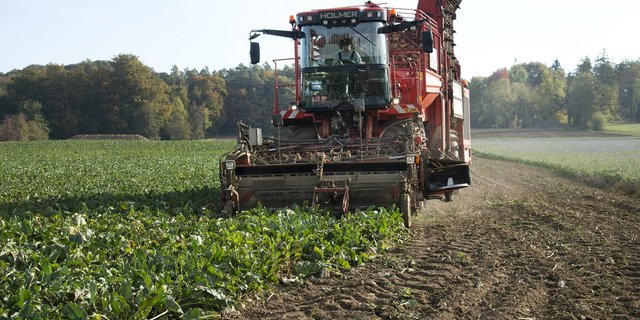 Aufgrund erschwerter Bedingungen bei Keimung und Jugendentwicklung werden ähnlich hohe Erträge wie 2018 erwartet. Die Schweizer Zucker AG geht aber davon aus, dass die Zuckerrüben noch vom kühlen und feuchten Sommer profitieren könnten. (Bild Katrin Erfurt)