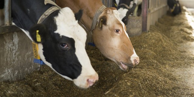 Der Nationalrat besteht ebenso auf der Pflicht der Kantone, zusätzliche Zuströmbereiche für Grundwasserfassungen zu benennen. (Bild Pixabay