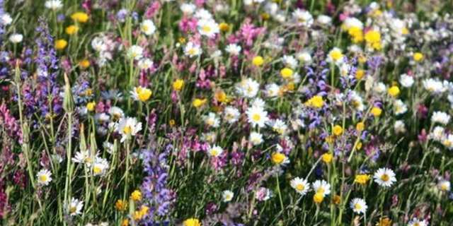 Werden die Pflanzenarten gezielt gewählt, reduzieren Nützlinge die Schädlinge auf natürliche Weise. (Bild: Monika Toutsch-Gredig/landwirtschaft.ch)