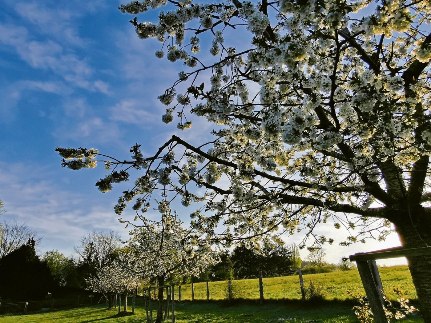 Hochstammbäume gehören vielerorts zum typischen Landschaftsbild der Schweiz. Ihre Pflege ist aufwendig und durch die KEF bedroht. Aber auch eine Annahme der Trinkwasser-Initiative könnte sie massiv zurückdrängen.(Bild Simone Barth)