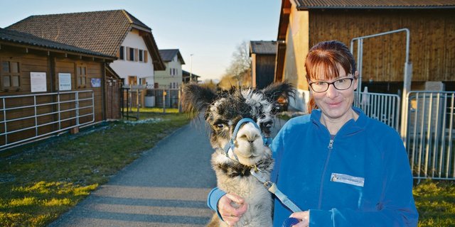 Monika Blättler mit Terso an der Halfter. Sie kann fast alle ihre Alpakas an der Halfter führen, zudem hören die Tiere auf ihren Namen.(Bilder Franziska Jurt)