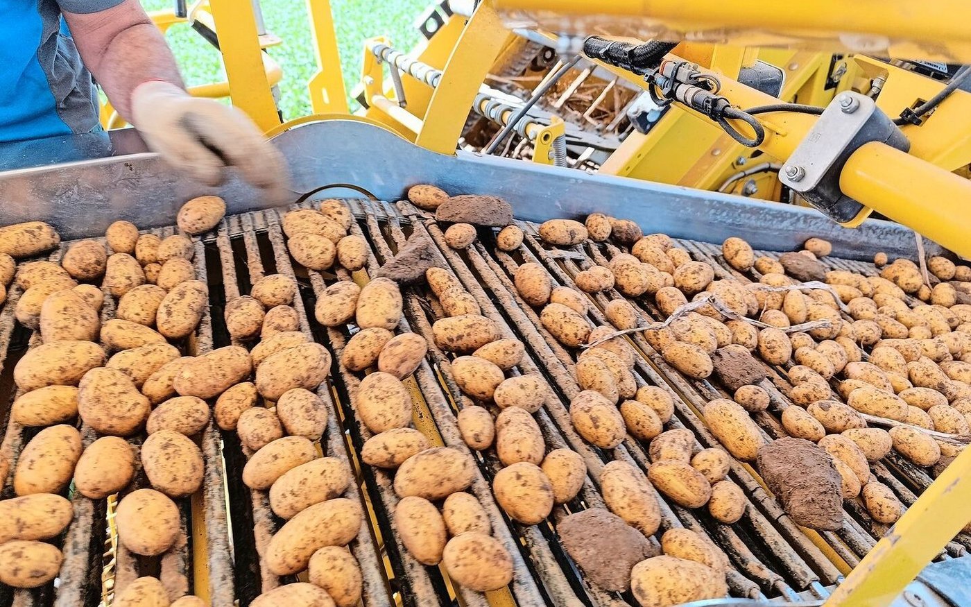 Viele Kartoffelfelder befinden sich in der Seneszenzphase. Das Kraut-vernichten hat begonnen, und die Ernte ist gestartet.