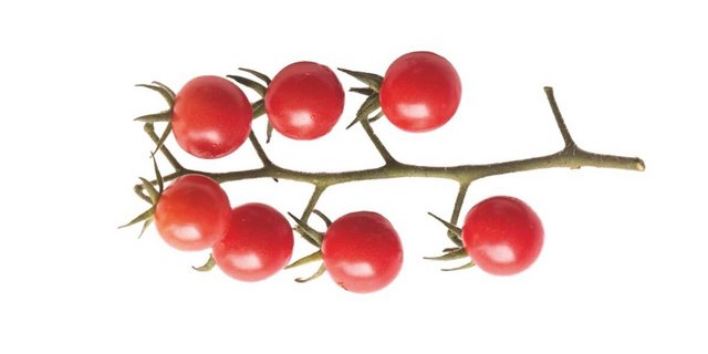 Reife Tomaten, frisch ab Stock, sind ein Genuss. (Foto: Eveline Dudda)