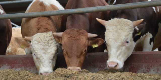 Die Fleischbranche verspricht sich von der neuen Meldestelle eine Stärkung des Images von Schweizer Fleisch. (Bild Melior)