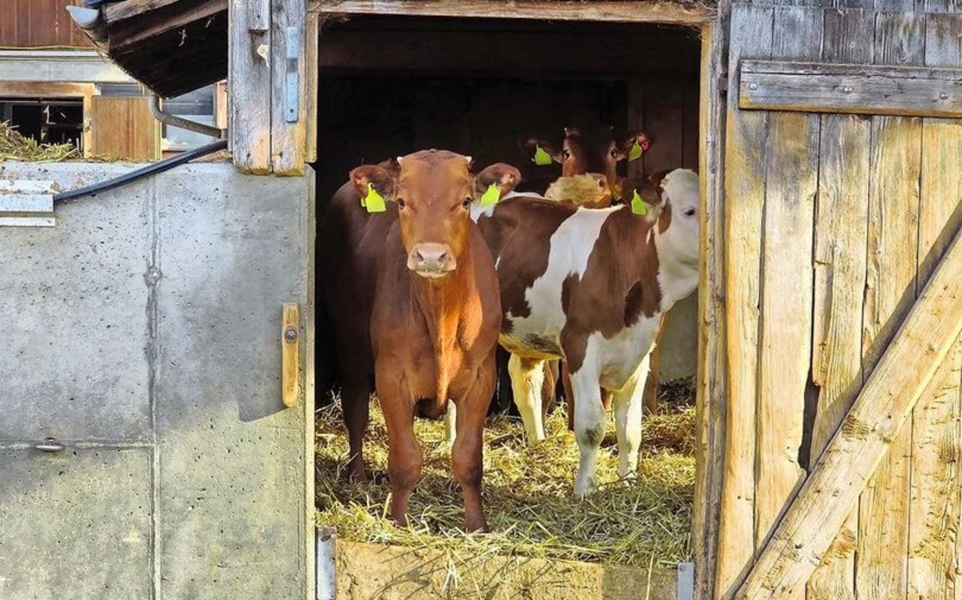 Die Ställe sind in Eigenregie entstanden. Kostengünstige Lösungen gehen hier mit Tierkomfort einher.  