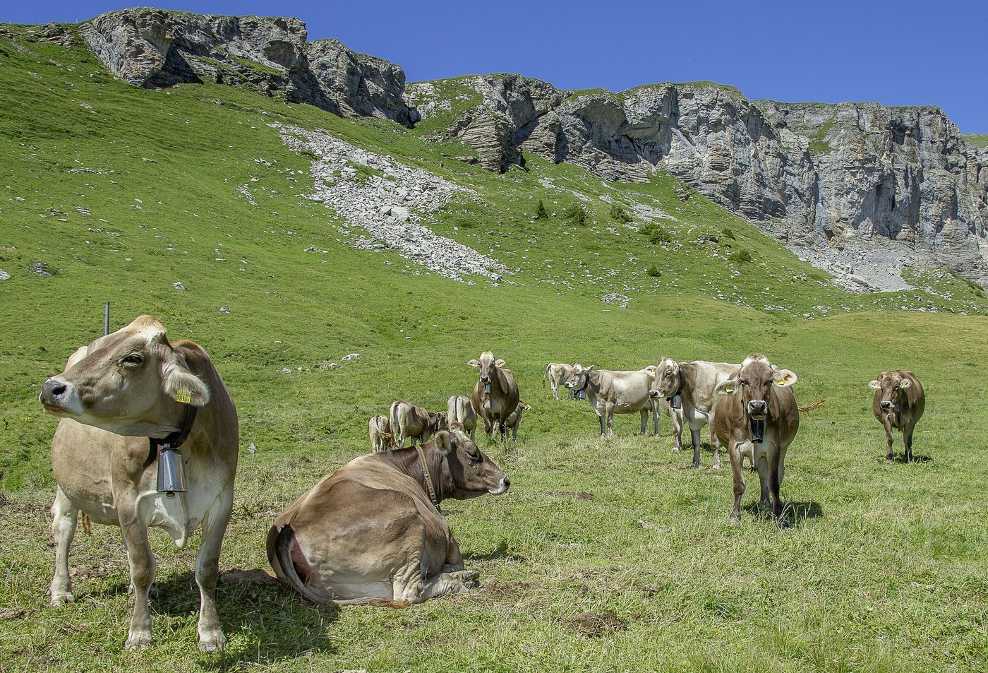 45 % der Original-Braunvieh-Kühen wurden 2020 gealpt. (Bilder Braunvieh Schweiz)