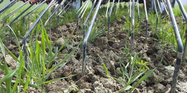 Noch bis zum 31. Oktober dürfen Herbizide eingesetzt werden. Wer darauf verzichten und von den REB-Beiträgen profitieren möchte, kann bei niedrigem Unkrautdruck auch den Striegel einsetzen. (Bild Agroscope)