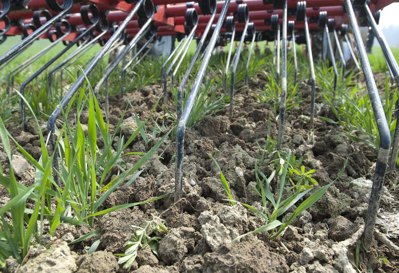 Noch bis zum 31. Oktober dürfen Herbizide eingesetzt werden. Wer darauf verzichten und von den REB-Beiträgen profitieren möchte, kann bei niedrigem Unkrautdruck auch den Striegel einsetzen. (Bild Agroscope)