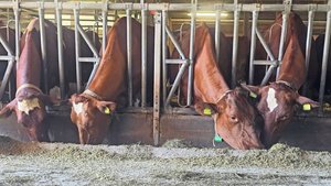 Gnitzen überwintern Gnitzen überwintern in Ställen. Das hat zur Folge, dass es keine wirklich vektorfreie Zeit mehr gibt.