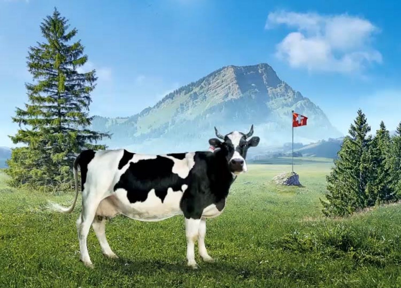 Lovely auf der Weide: Auch im Milchmarketing hat man den grünen Teppich bereits ausgerollt. (Bild pd)