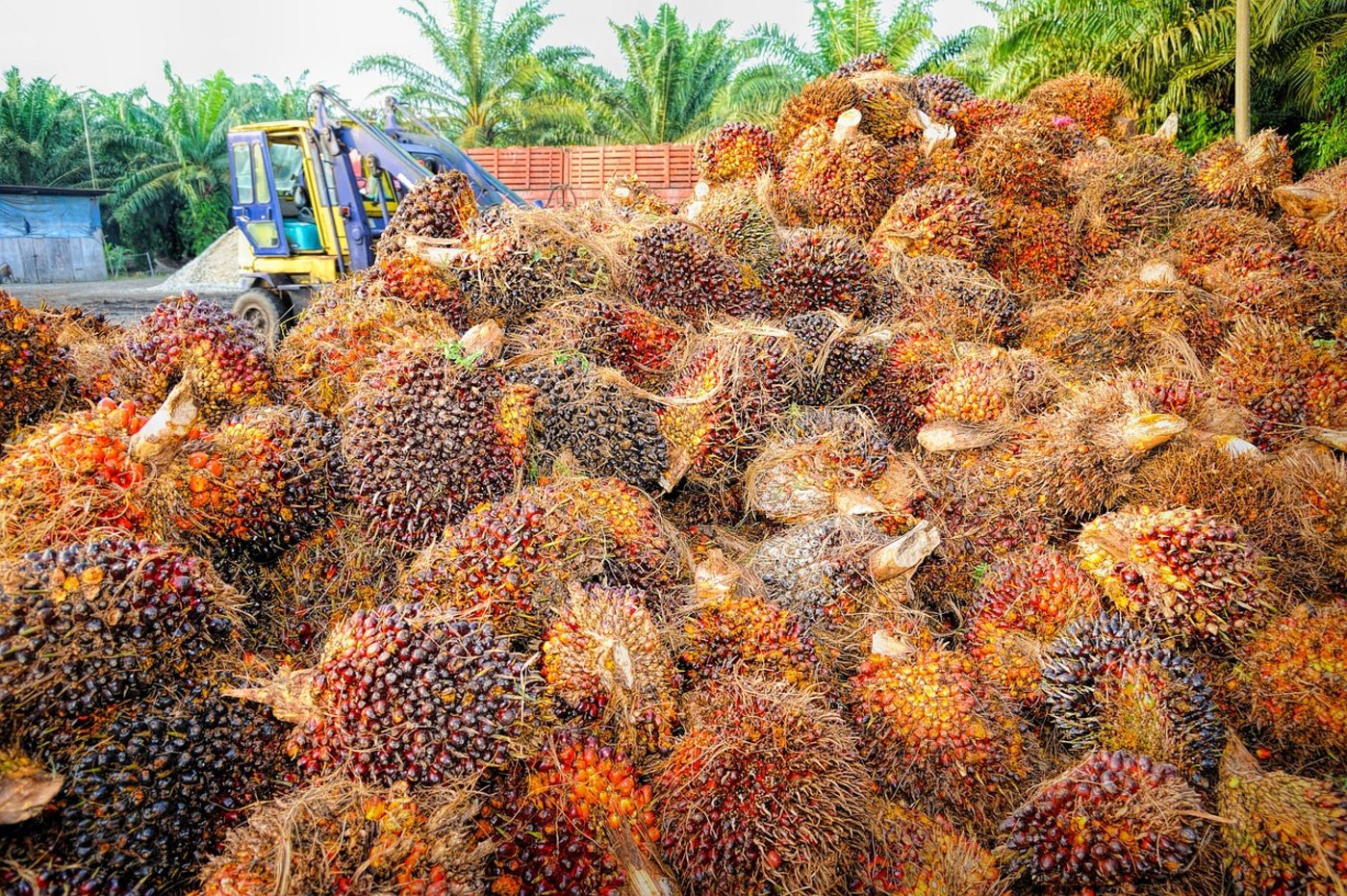 Der Handel mit Palmöl ist aufgrund des betriebenen Sozial- und Umweltdumpings bei der Produktion in den Anbauländern zurzeit höchst umstritten. (Bild Pixabay) 