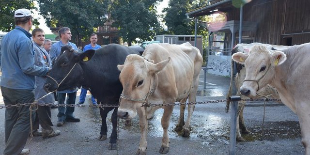 Die Wochenpreise der Kühe steigen aktuelle Woche um 20 Rappen je Kilo Schlachtgewicht. (Bild Josef Scherer)