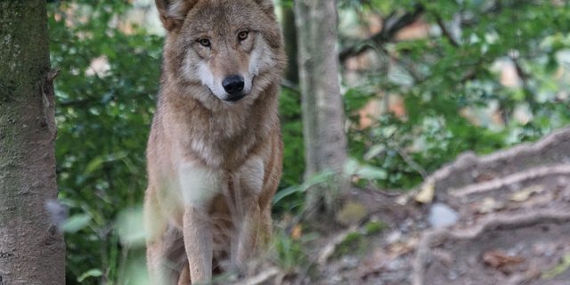 Laut den kantonalen Behörden gibt es kein Hinweis darauf, dass im Gantrischgebiet ein Rudel aktiv ist. (Bild Pixabay)