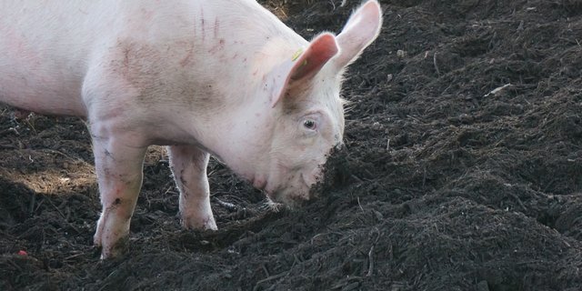 Durch ein Wühlareal im Auslauf können Schweine arteigenes Verhalten zeigen. In der Umsetzung hält das Wühlareal allerdings Herausforderungen bereit. (Bild FiBL)
