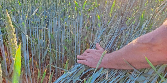 Die Feuchtigkeit und die Kälte während der Blüte wirkten sich im Sortenversuch «verheerend» auf den Ertrag aus.