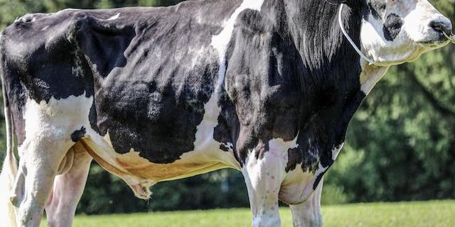 Impression wurde zwölf Jahre alt und hinterlässt über 20 000 Töchter. (Bild The Bullvine)