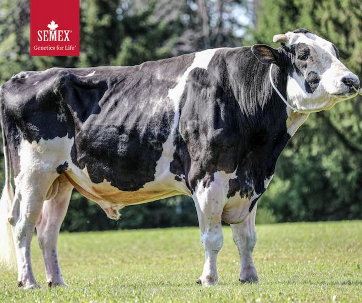 Impression wurde zwölf Jahre alt und hinterlässt über 20 000 Töchter. (Bild The Bullvine)