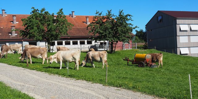 Blick auf den Stall des Gutbetriebs Arenenberg, der gegenwärtig durch einen Neubau ersetzt wird. Mit dessen Inbetriebnahme im Jahr 2020 erfolgt auch die Umstellung auf Bio. (Bild Christian Weber)