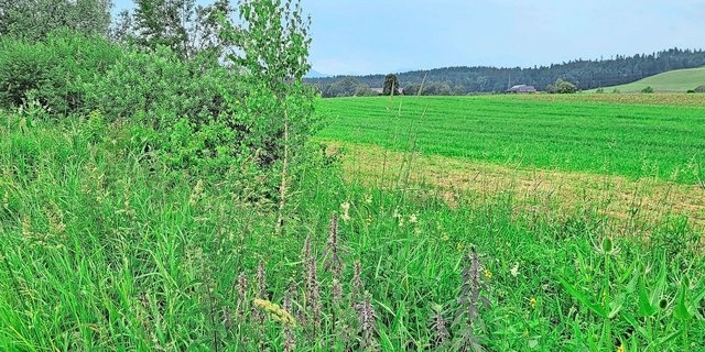 Krautsäume lassen sich mit geringem Aufwand aufwerten.