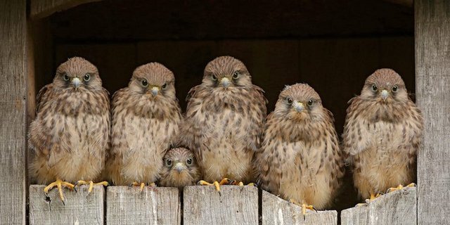 Die Bruterfolge führten dazu, dass Jungvögel abwanderten und neue Gebiete besiedelten. (Bild Vogelwarte Sempach / Folkert Christoffers)