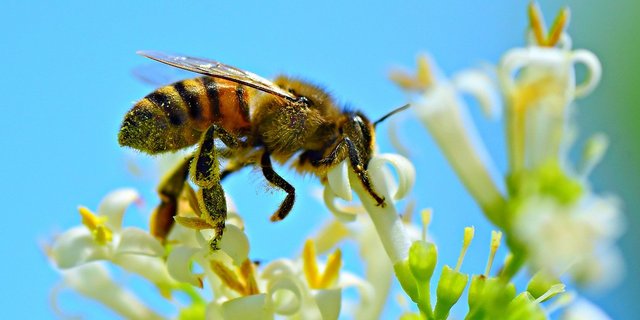 Die genauen Ursachen für das Insektensterben sind unbekannt, was das Ergreifen von Massnahmen dagegen erschwert. (Bild Pixabay)