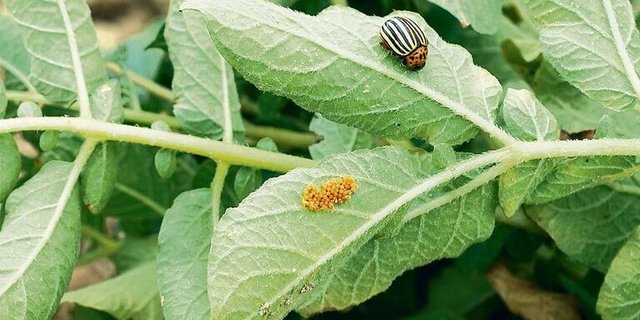 Zu reden gab die Bekämpfung des Kartoffelkäfers mit Audienz. Es wirkt gegen Käfer und Larven, nicht aber auf Eigelege. 