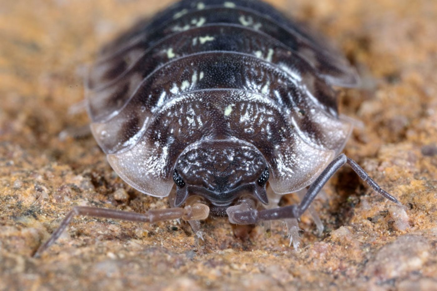 Mauerasseln sind Krebstiere und fressen Pflanzenresten, abgestorbene Tiere und Totholz. (Bild Cavernicola.ch)