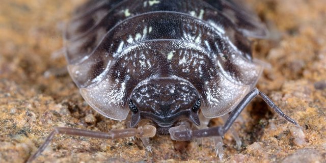 Mauerasseln sind Krebstiere und fressen Pflanzenresten, abgestorbene Tiere und Totholz. (Bild Cavernicola.ch)