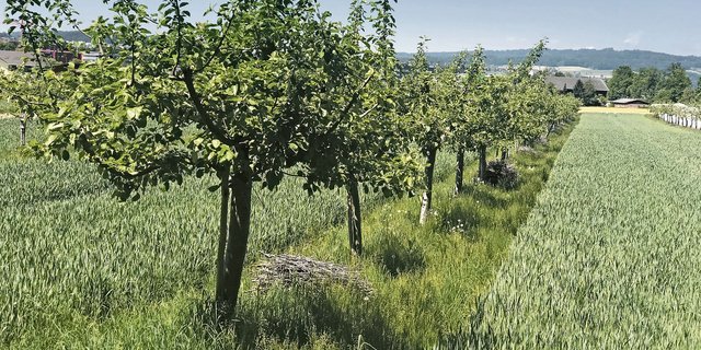 Agroforst: Apfelbäume mit einer Fruchtfolge von Weizen, Erdbeeren, Gründüngung und Buntbrache.(Bild Beat Felder, BBZN)