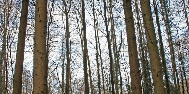 Noch nicht ausgefärbte Jungkäfer unter der Rinde. (Bild James K. Lindsey) 