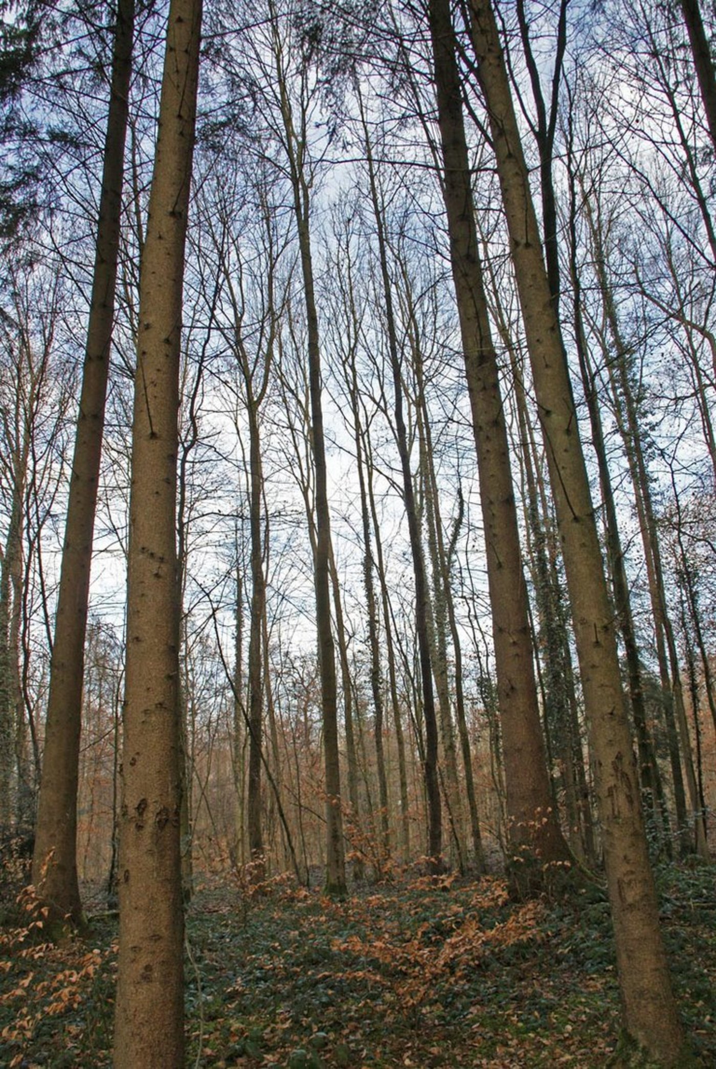 Noch nicht ausgefärbte Jungkäfer unter der Rinde. (Bild James K. Lindsey) 