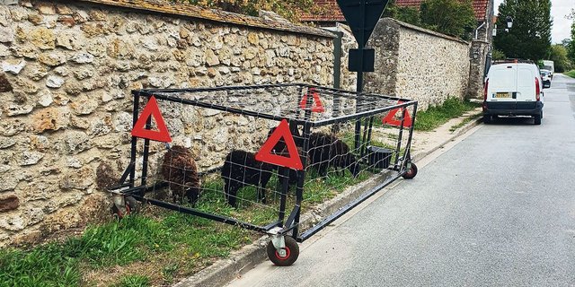Ouessantschafe (auch Bretonische Zwergschafe), die kleinsten Schafe Europas, helfen in der Gemeinde Janvry (F) die Strassenränder zu mähen. (Bild Christian Schoettl)