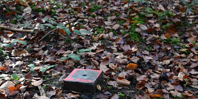 Ob und wann dieser Marchstein im Lysser Wald umgesetzt wird, ist noch ungewiss. Schuld ist die Pandemie. (Bild Andrea Wyss)